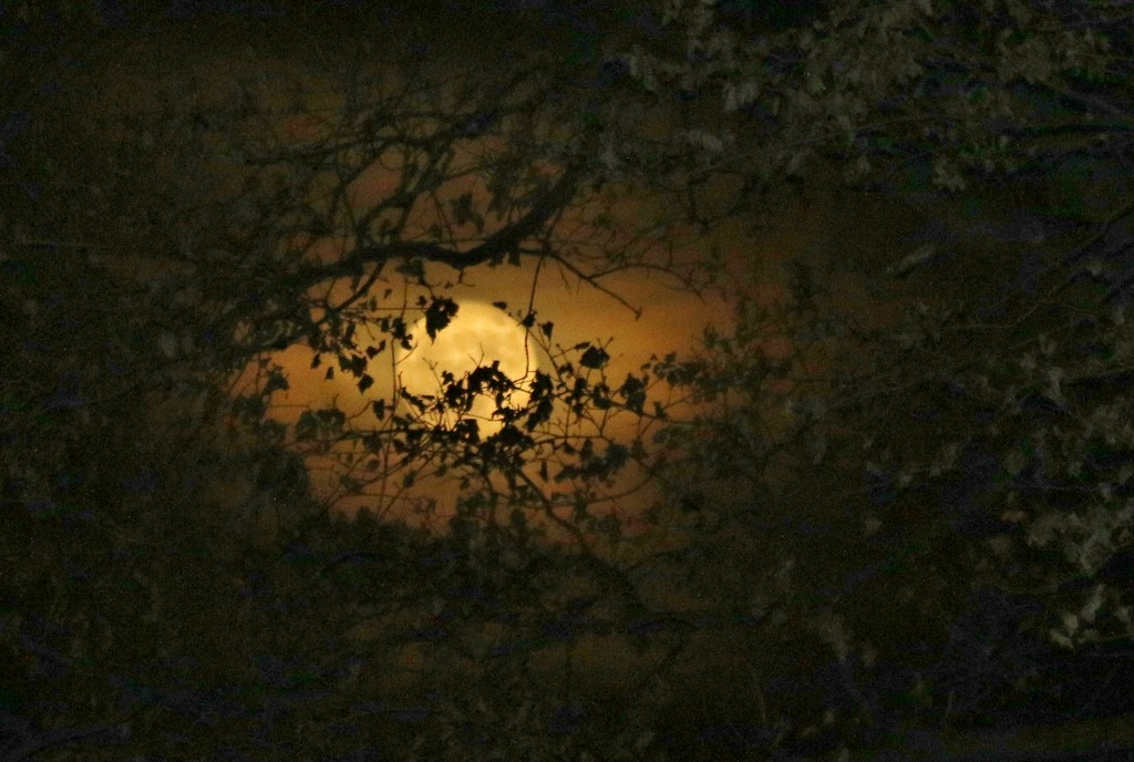 Moon Shot by lynnz