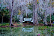 1st Jan 2018 - Spanish moss and bridge, Magnolia Gardens, Charleston, SC