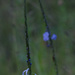 Teeny tiny blue flowers by helenm2016
