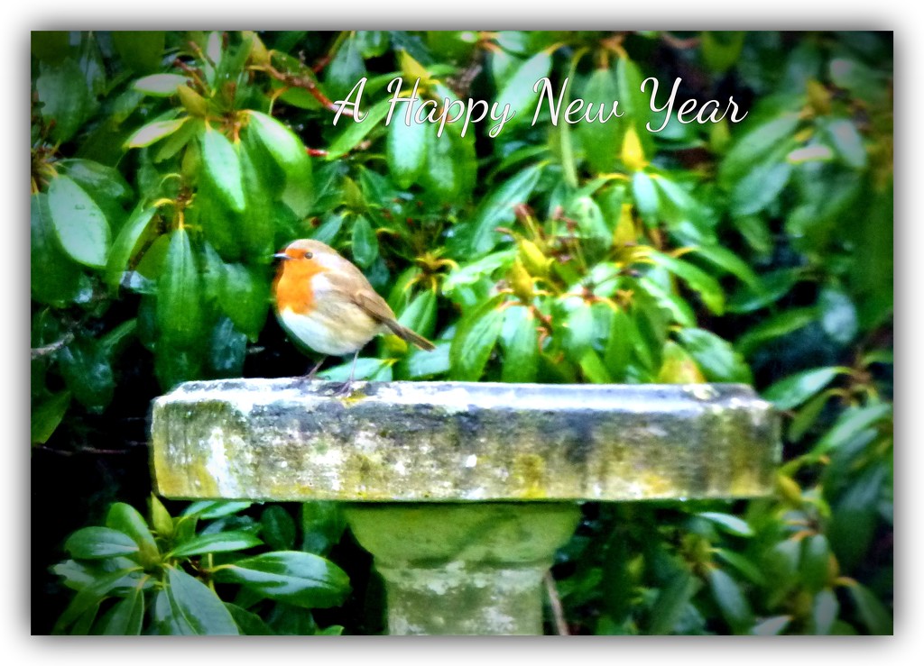 A Happy New Year .... by beryl