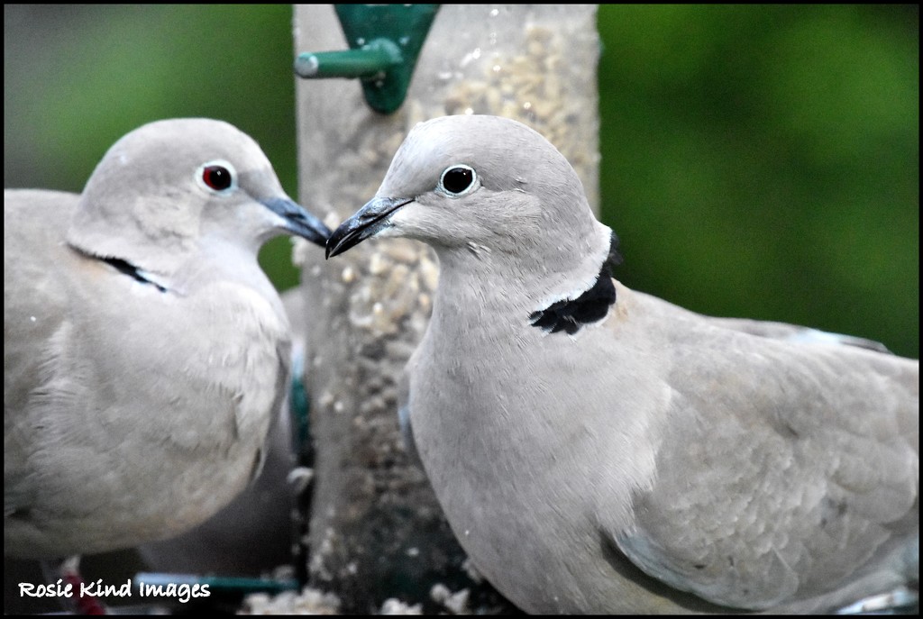 Love birds by rosiekind