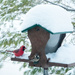 Winter birds by houser934