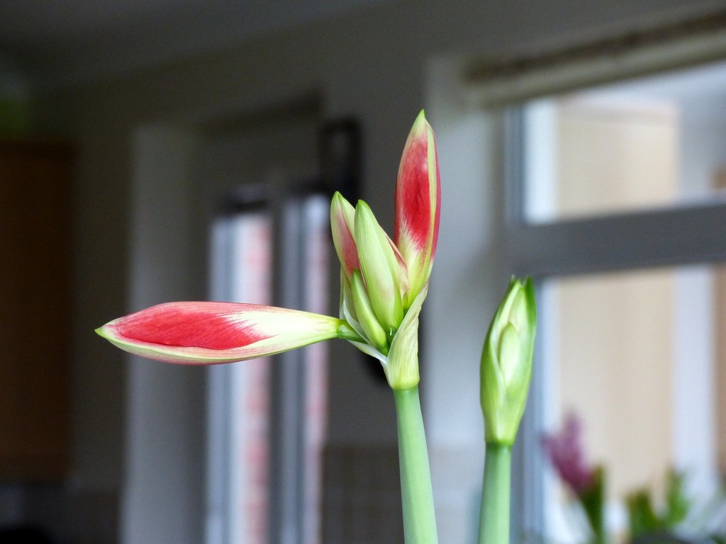 Emerging Amaryllis  by foxes37