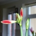 Emerging Amaryllis  by foxes37