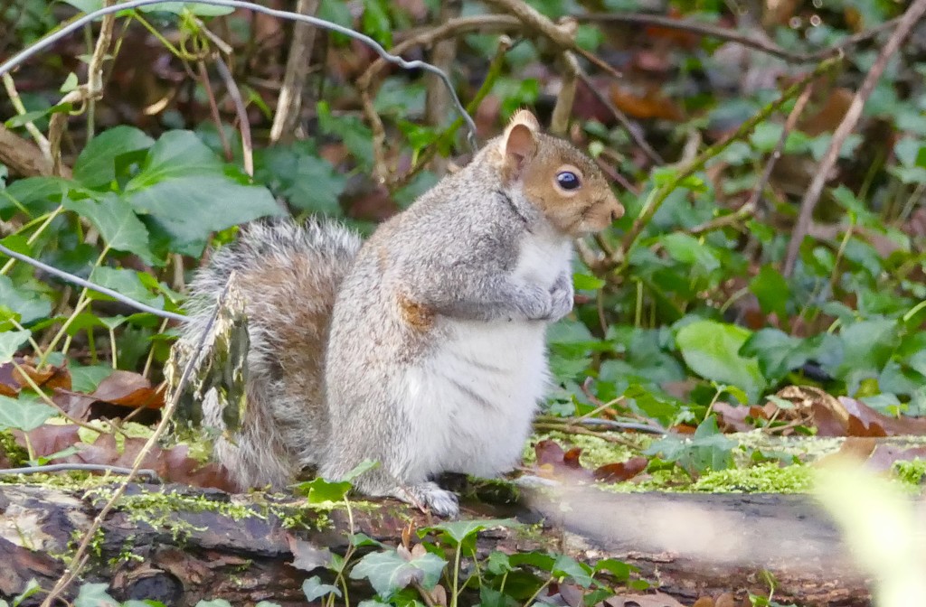 Hartsholme Squirrel. by carole_sandford