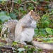 Hartsholme Squirrel. by carole_sandford