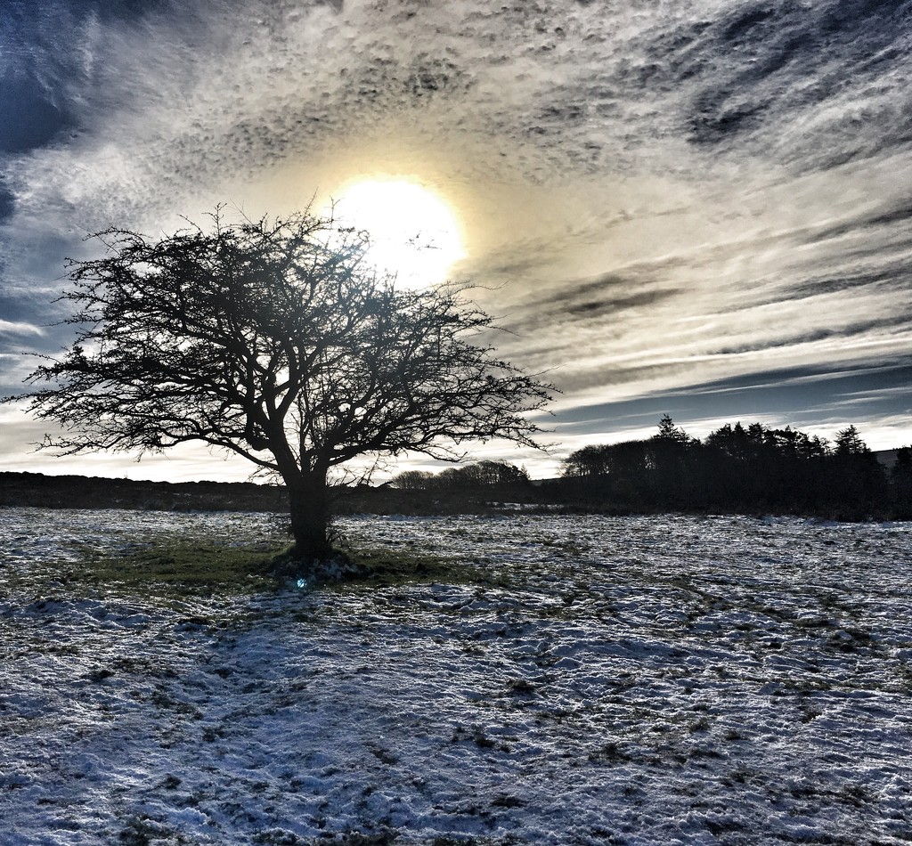 Dartmoor in the Snow by cookingkaren