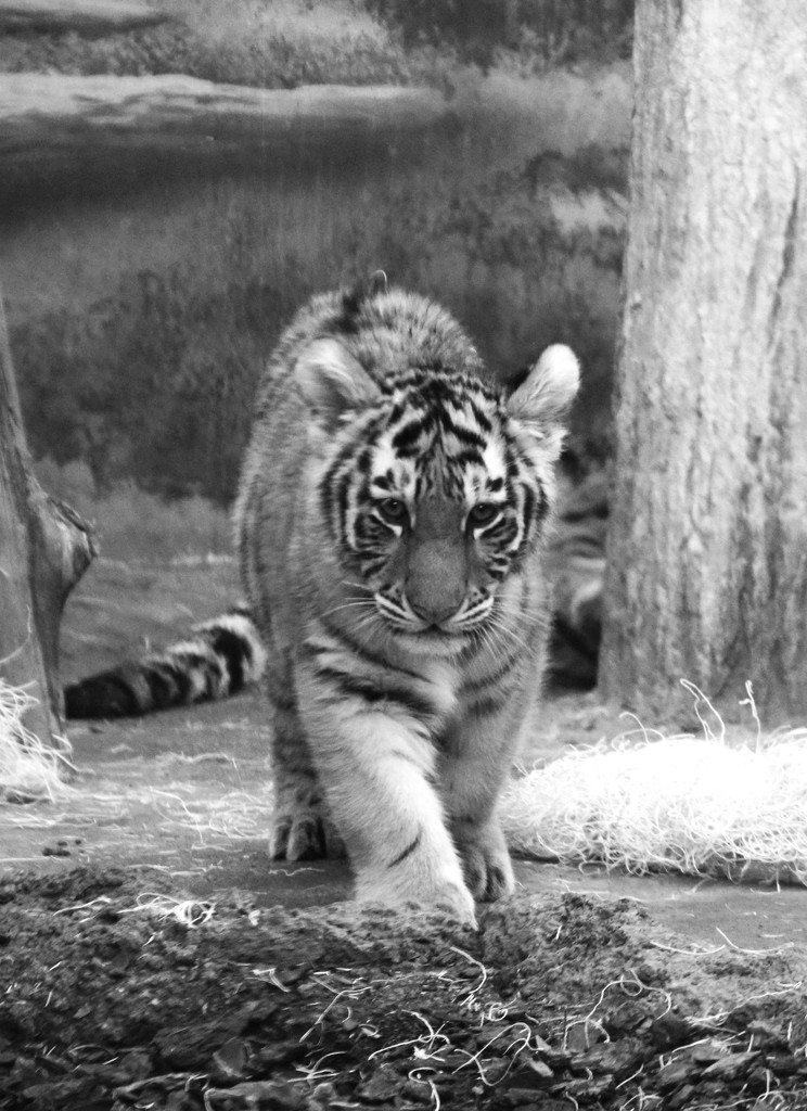 Tiger Cub by randy23