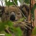 holiday visiting by koalagardens