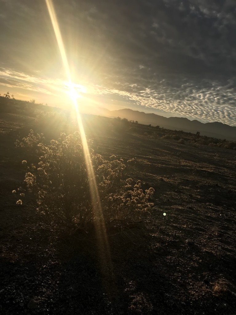 Desert Morning by jnadonza