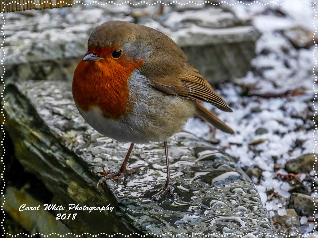 New Year Robin In The Snow by carolmw