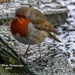 New Year Robin In The Snow by carolmw
