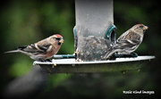 2nd Jan 2018 - Mr & Mrs Redpoll