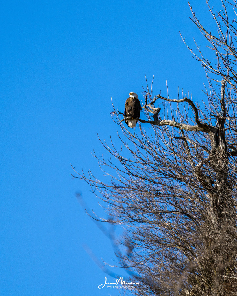 Eagle watching along Mississippi by jae_at_wits_end