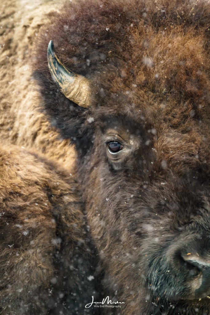 Bison by jae_at_wits_end