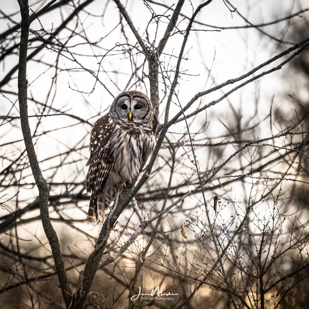 Owl Stops for a Photo Break by jae_at_wits_end