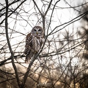28th Dec 2017 - Owl Stops for a Photo Break
