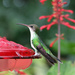 humming bird by ingrid01