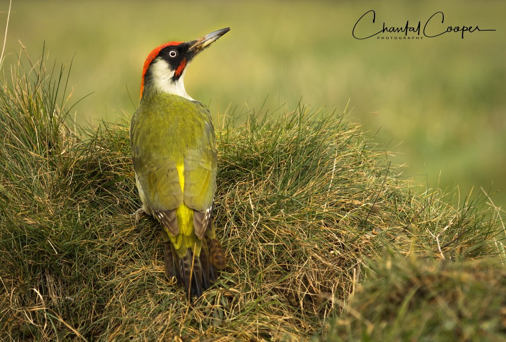 Green Woodpecker by shepherdmanswife