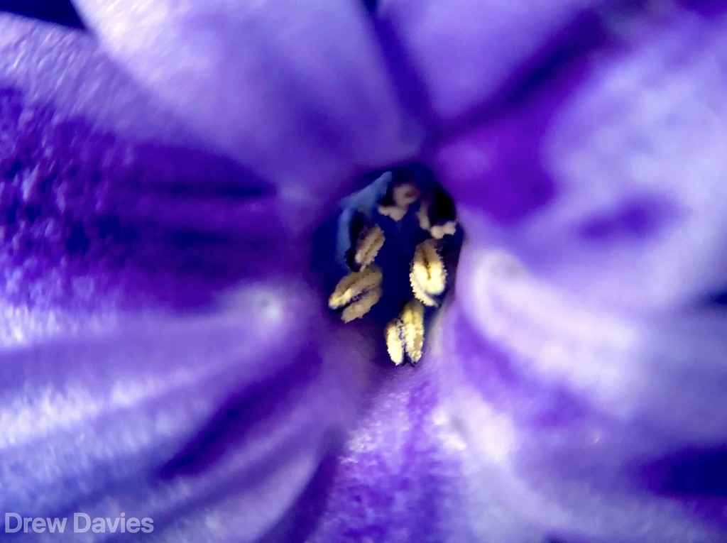 Hyacinth  by 365projectdrewpdavies