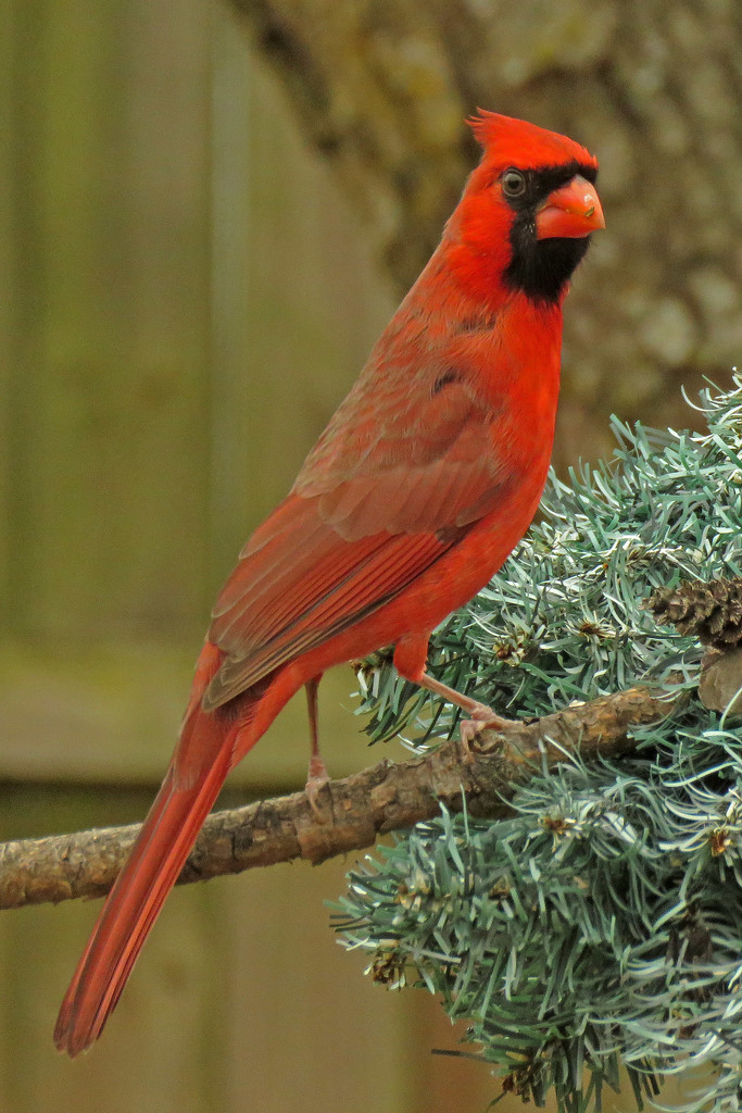 One Skinny Cardinal by milaniet