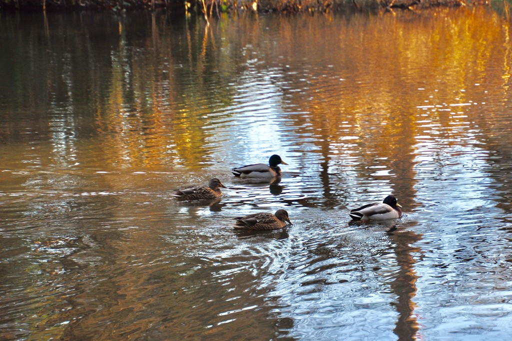 Ducks On A Pond by mamabec