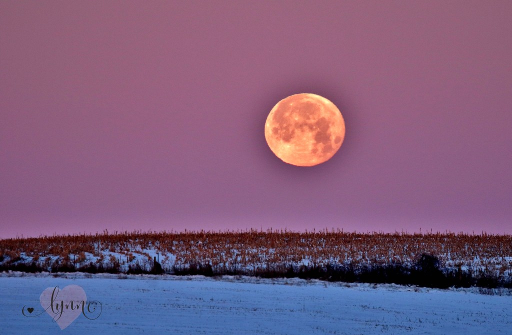 Morning Moon by lynnz