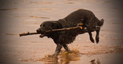 2nd Jan 2018 - It's About Time You Threw the Stick!
