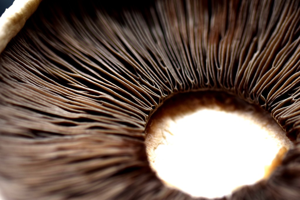mushroom detail by christophercox