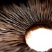 mushroom detail by christophercox