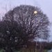 #3 Moon tree by denidouble
