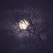 Moonlight by mattjcuk
