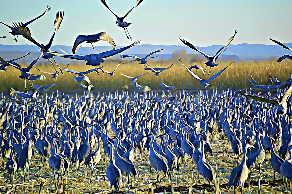 cranes by bigdad