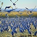 cranes by bigdad