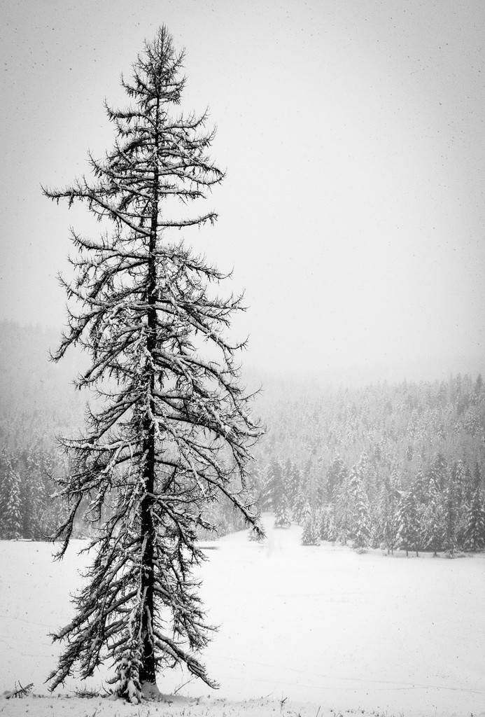 Larch in a Snowstorm by 365karly1