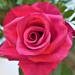 Swirling Rose by carole_sandford