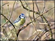 3rd Jan 2018 - Watching from the tree