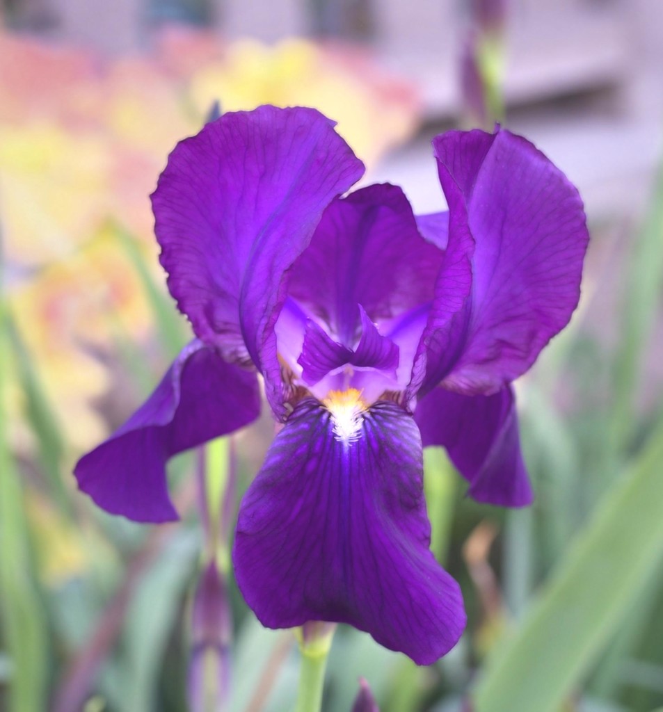 Iris  by joysfocus