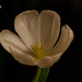 White tulip on black by elisasaeter