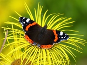 29th Aug 2017 -  Red Admiral on Yellow daisy