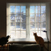 Lucy & Honey Watching Kitty TV by yogiw
