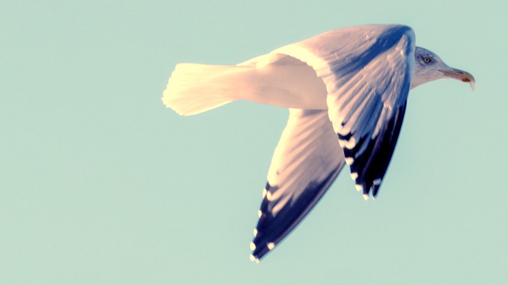 Gull in flight Wide  by rminer