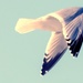 Gull in flight Wide  by rminer