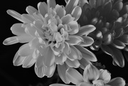 3rd Jan 2018 - Chrysanthemum