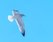 1st Jan 2018 - Gull in Flight Ice Beak