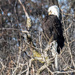 Bald Eagle Grooming by rminer