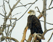 3rd Jan 2018 - Bald Eagle in a tree