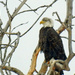 Bald Eagle in a tree by rminer