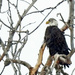 Bald Eagle Wide by rminer
