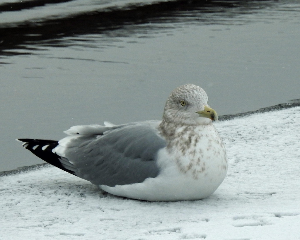 Sitting Gull by rminer